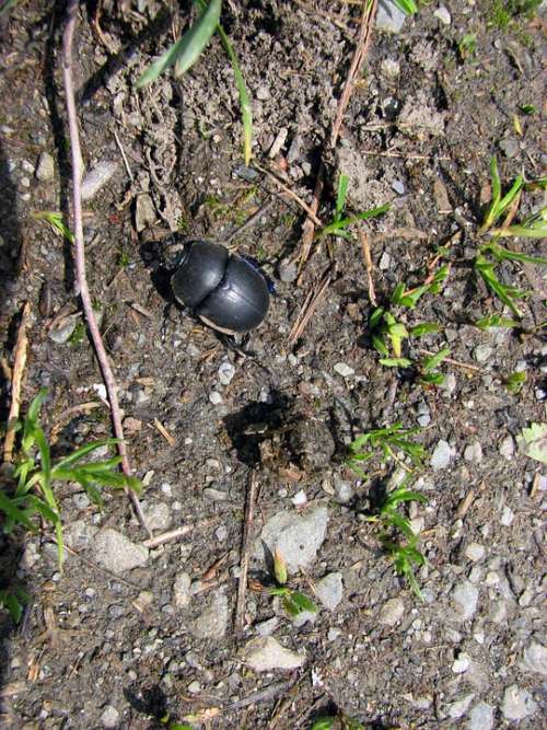 Dung Beetle Insect Nature Ground