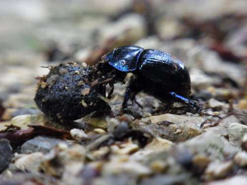 Dung Beetle Insect Dung Forest Nature