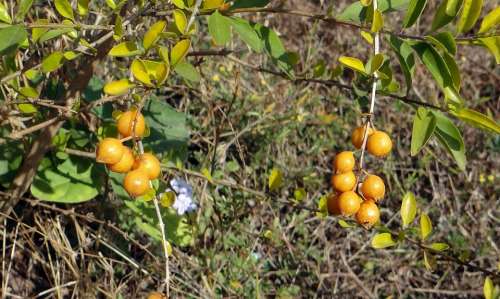 Duranta Berries Yellow Dharwad India