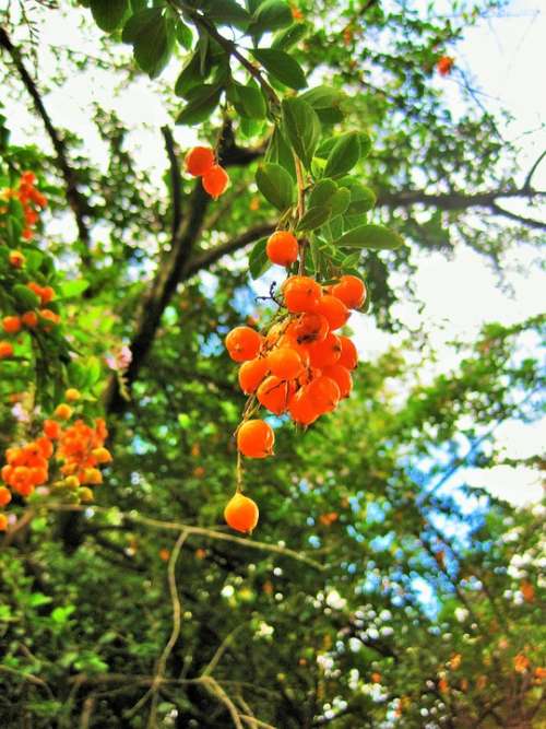 Duranta Berries Tree Duranta Berries Seeds Orange