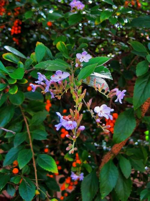 Duranta Tree Tree Bush Duranta Flowers Dainty