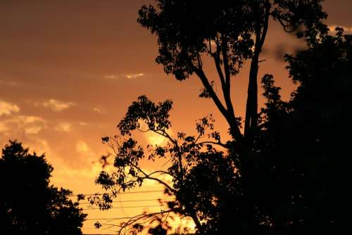 Dusk Dawn Tree Silhouette Sunset Gold Orange
