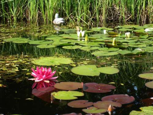 Dust Water Lilies Pink White Water Green Grass