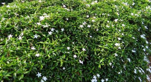 Dwarf Crape Jasmine Dwarf Confederate Jasmine Chandni