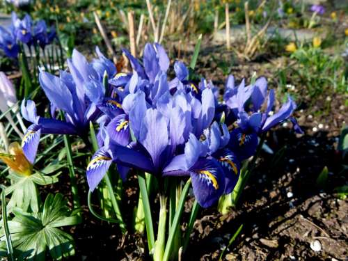 Dwarf Iris Blue Flowers Spring