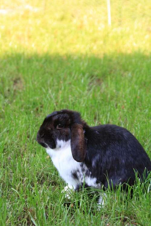 Dwarf Rabbit Garden Summer Pet