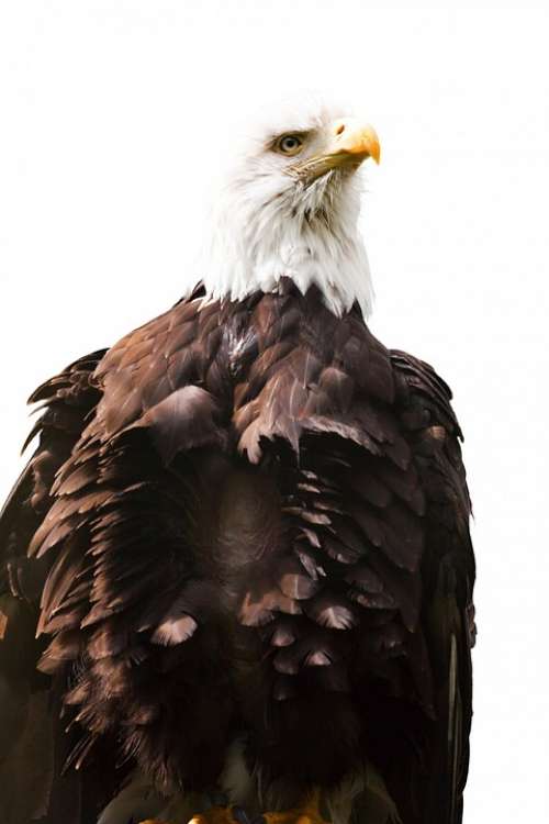 Eagle American Bird White America Endangered