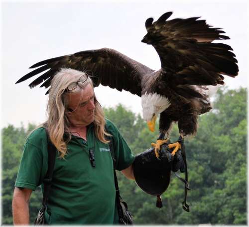 Eagle Show Animal Raptors Birds Predators Zoo