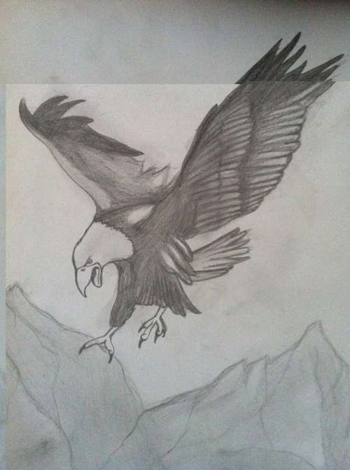 Eagle Charcoal Drawing Pencil Drawing Drawing