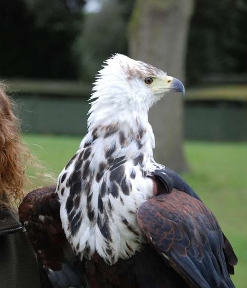 Eagle Predator Sharp Eyed Close Up Raptor