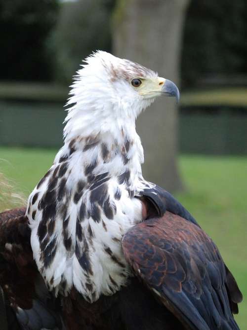 Eagle Sea Feather Beak Raptor Portrait Predator