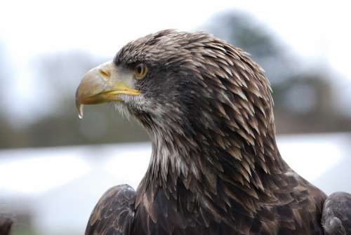 Eagle Close-Up Beak Portrait Eye Eurasian Winter
