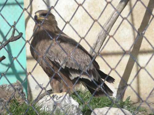 Eagle Cage Raptor Bird Of Prey Wild Bird Encaged