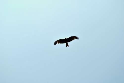 Eagle Flying Freedom Bird Bird Of Prey Raptor