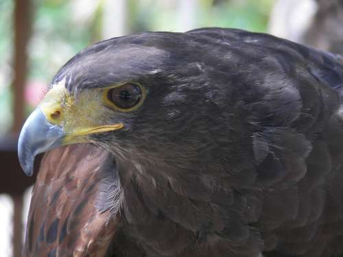 Eagle Bird Of Prey Animal Zoo Nature Raptor