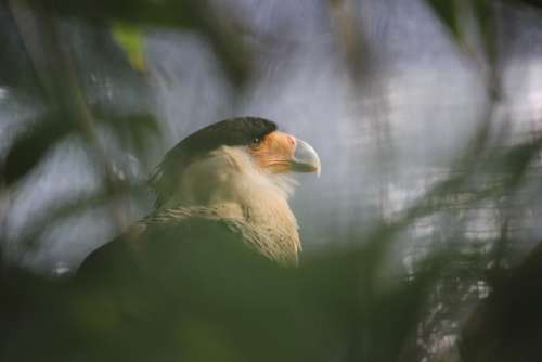 Eagle Wild Animal Wildlife Bird Nature