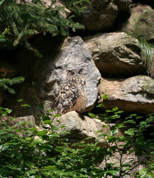Eagle Owl Bird Bavarian Forest Owl Bavaria
