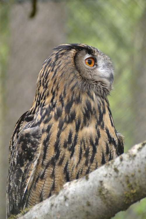Eagle Owl Raptor Large Bird Nocturnal Bill Animal