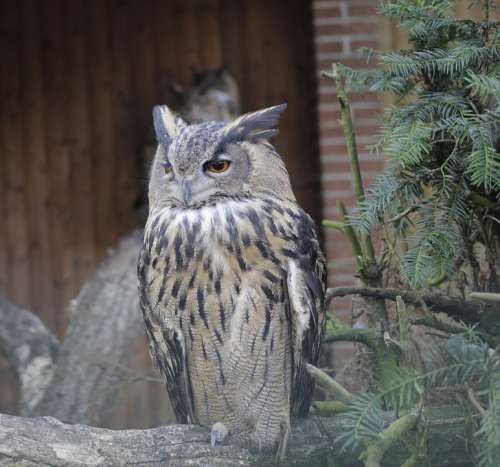 Eagle Owl Owl Bird Feather Animal Forest Raptor