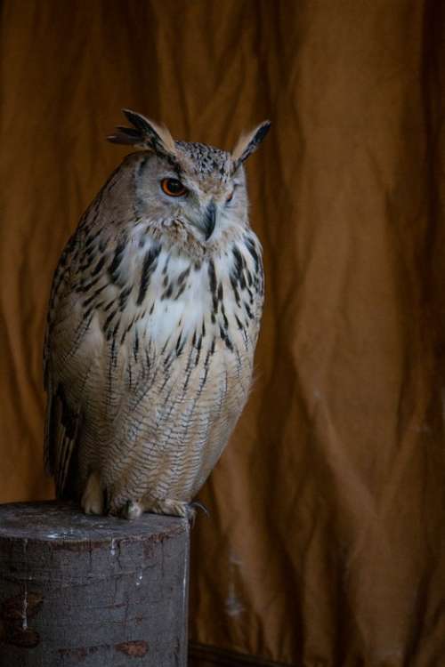 Eagle Owl Bird Animal Feather Wing Raptor Birds