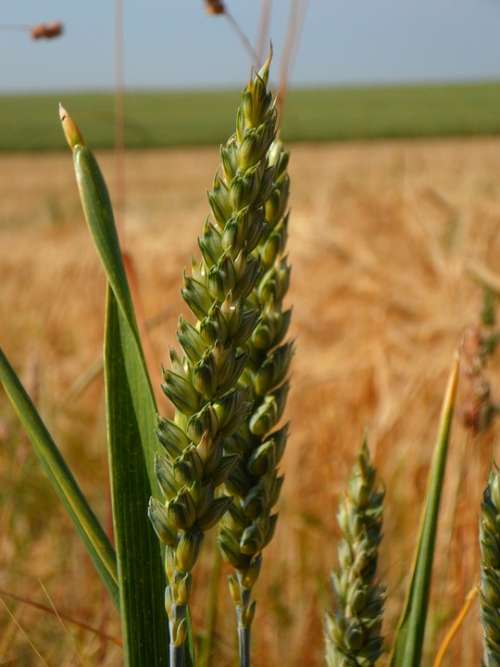 Ear Cereals Grain Field Cornfield Summer Close Up