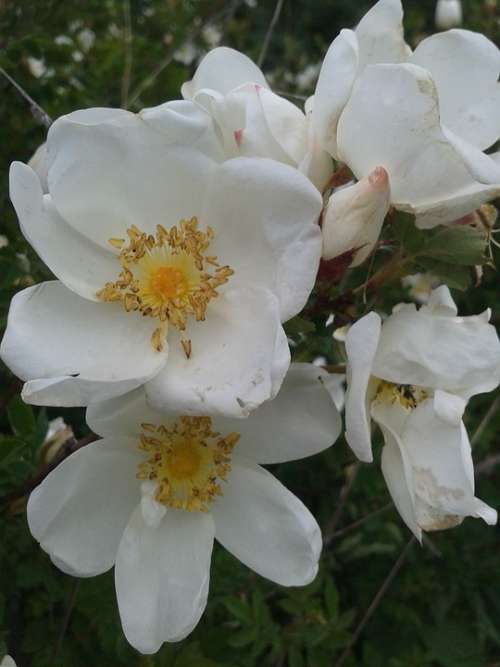 Early Summer Flowers White Bush Roses