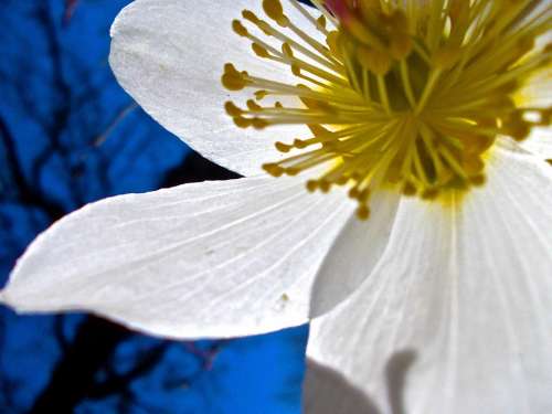 Easter Flower White Pistils