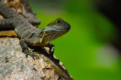 Eastern Water Dragon Lizard Reptile Cold-Blooded