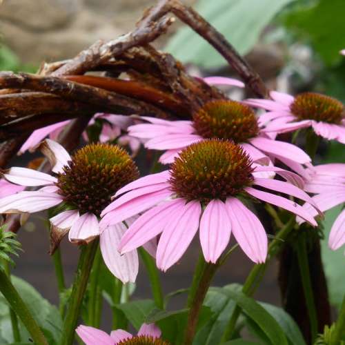 Echinacea Coneflower Flowers Pink Plant Color