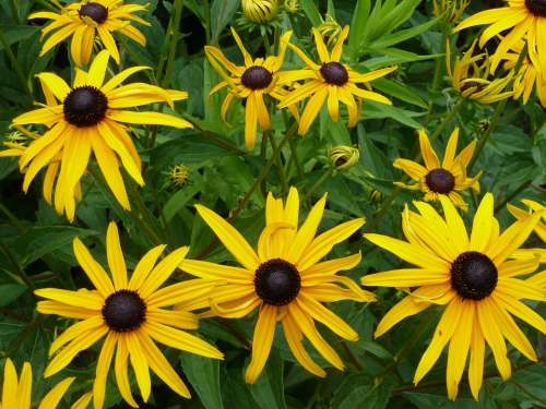 Echinacea Flowers Yellow Nature Plant Floral