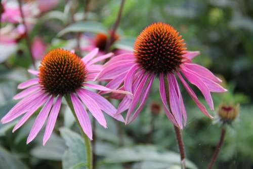 Echinacea Medicinal Plant Coneflower Purple