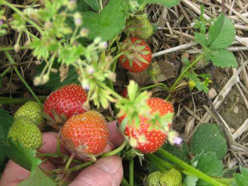 Edbeere Strawberries Picked Fruit Fruits Food