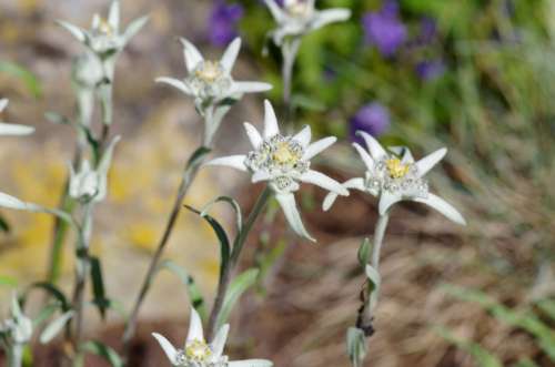 Edelweiss Protected White Rarely