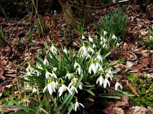 Edge Of The Forest Glade Snowdrop Galanthus