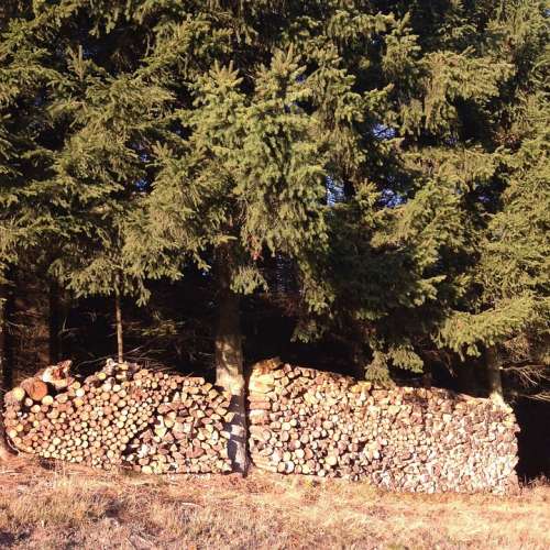 Edge Of The Woods Pile Of Wood Autumn Tribe Nature