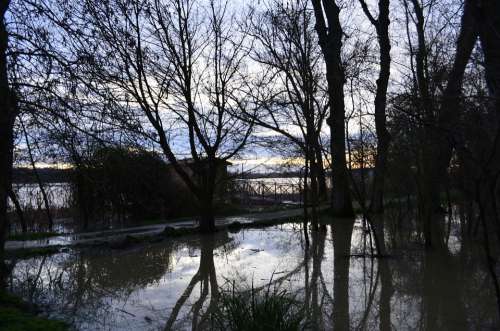Edges Of Garonne River Wetlands Swamp Nature Trees