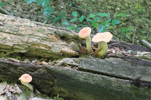 Edible Eryngii Forest Fungus Pleurotus Trumpet