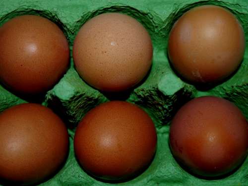 Egg Eggshell Cardboard Food Six