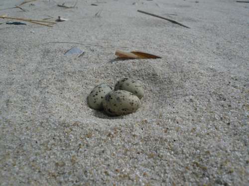 Egg Beach Tern North Sea