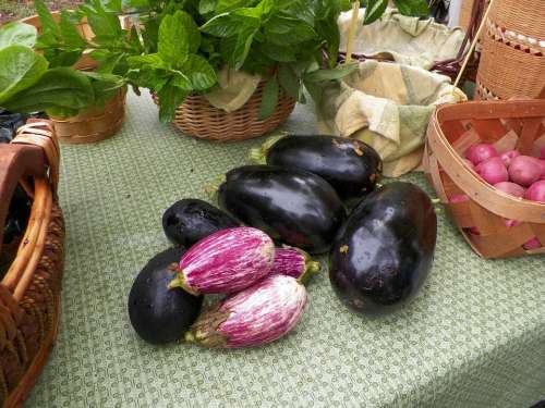Eggplant Vegetables Organic Food Healthy