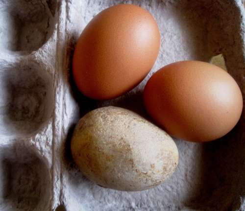 Eggs Chicken Stone Pebble Egg Shaped Egg Box