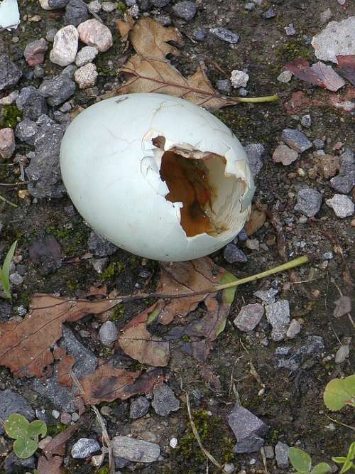 Eggs Broken Shell Loss Nature Life
