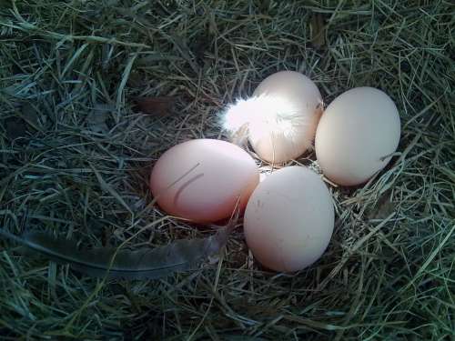 Eggs Nest Chicken