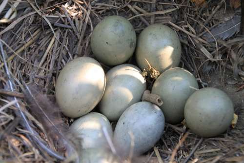 Eggs Field Nest Pheasant Birds Food Drink