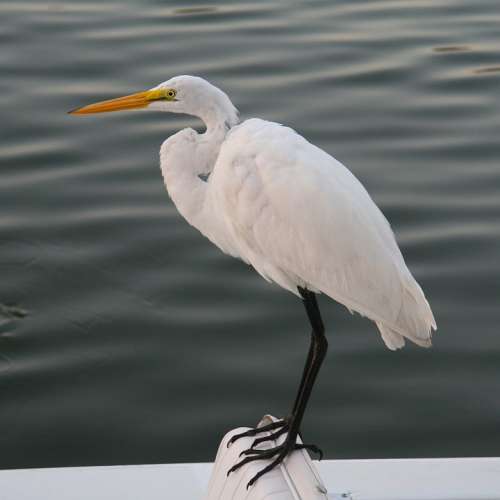 Egret White Egret Bird Nature Wildlife Water