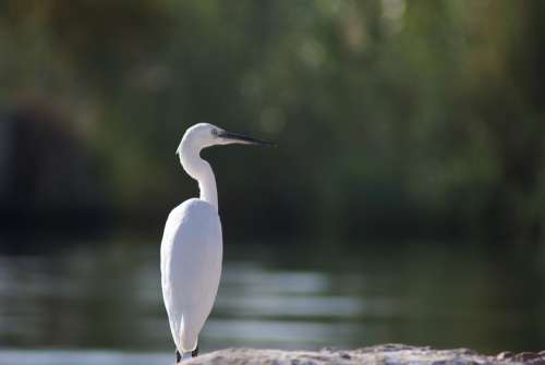 Egret Bird White Animal Nile