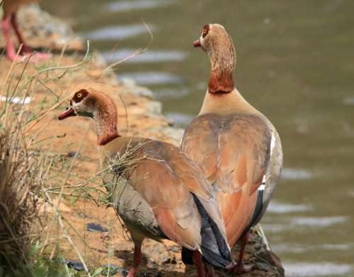 Egyptian Geese Geese Brown Buff Pond Water
