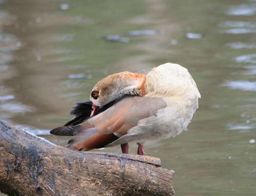 Egyptian Goose Goose Brown Buff Neck Bent Pond