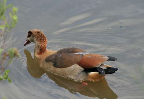 Egyptian Goose Goose Fowl Browns Buffs Water Pond