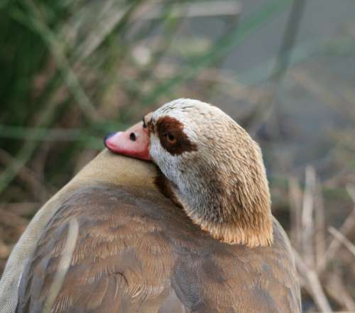 Egyptian Goose Goose Fowl Browns Buffs Eye-Patch